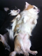 ��¼ζ�� �����֥���/THE ANSWER o(^-^)o ����1