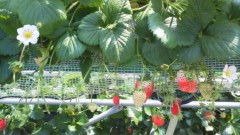 �Ҳ����Ť� �����֥���/�⤦�狼�äƤ�Ȼפ����ɡ�������˹ԤäƤ����Ρ� ����2