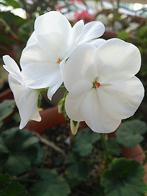 M Rosemary 公式ブログ 白いゼラニウムの花 Gree