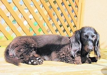 ふっくん布川 公式ブログ うなぎ犬 Gree